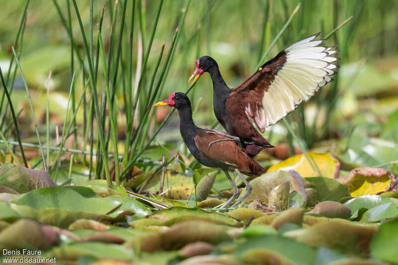 Jacana noiradulte nuptial, accouplement.