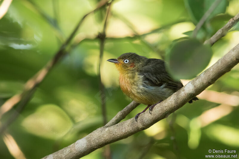 Manakin auréoleadulte