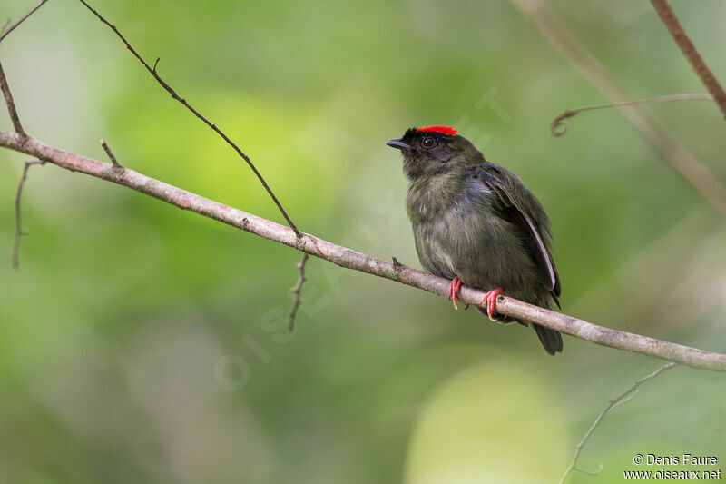 Blue-backed Manakin male immature