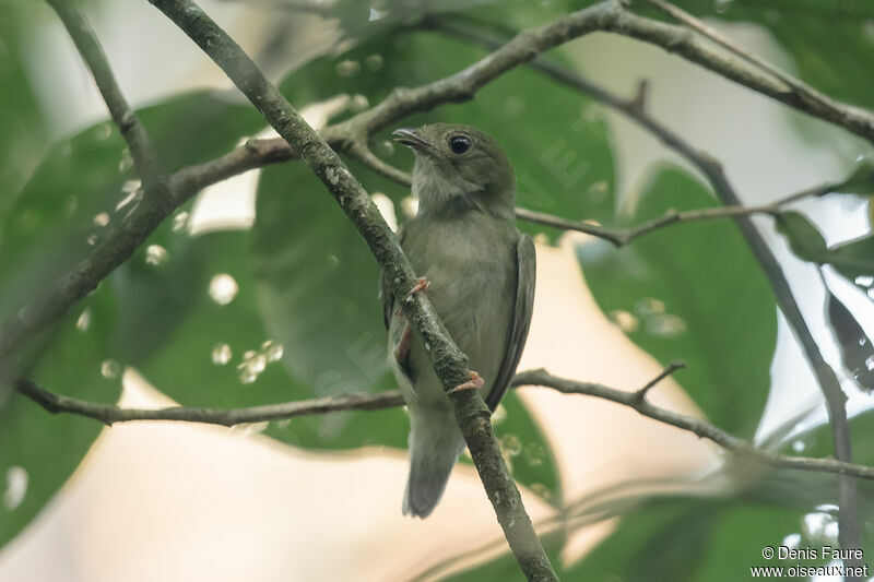 Manakin tijé femelle adulte