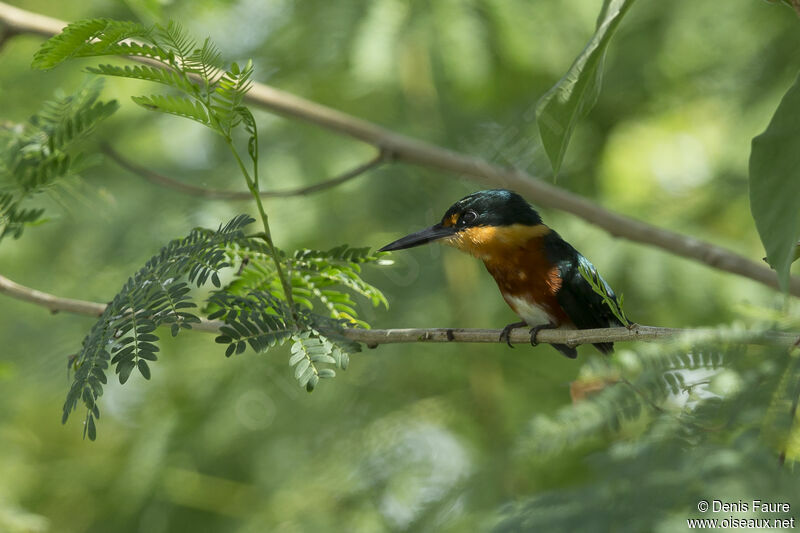 American Pygmy Kingfisher male adult, Flight, fishing/hunting, eats