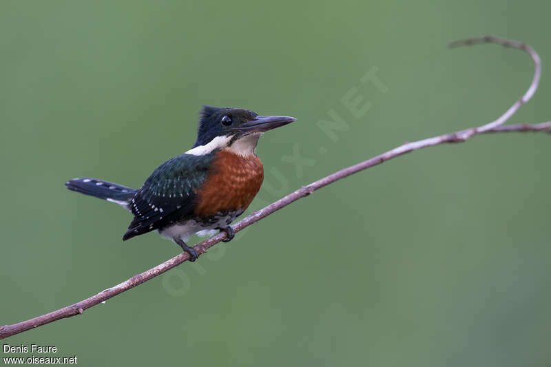 Green Kingfisher male adult, close-up portrait, eats