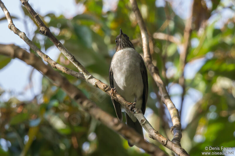 White-necked Thrushadult