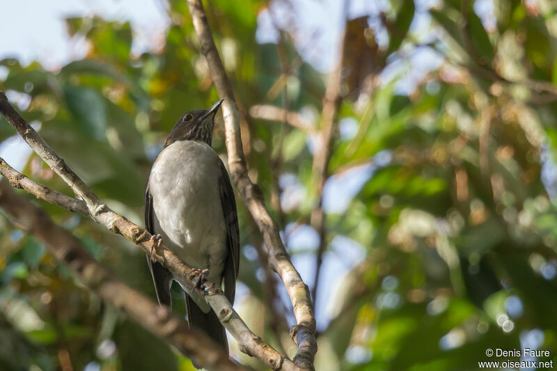 White-necked Thrushadult