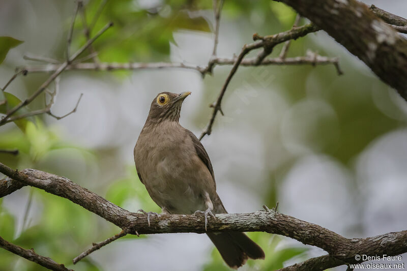 Spectacled Thrush