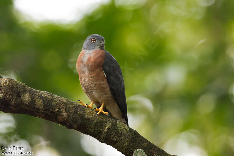 Double-toothed Kiteadult, pigmentation