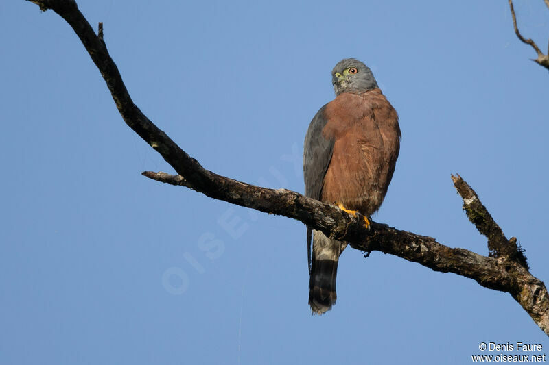 Double-toothed Kite