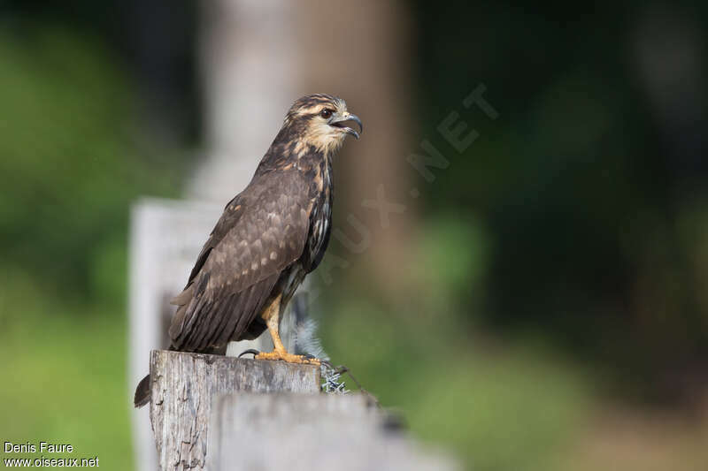 Snail Kite female adult, identification