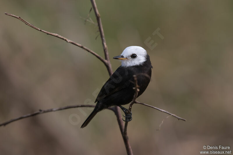 White-headed Marsh Tyrant