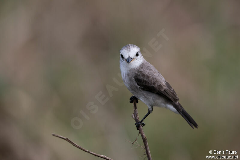 White-headed Marsh Tyrant