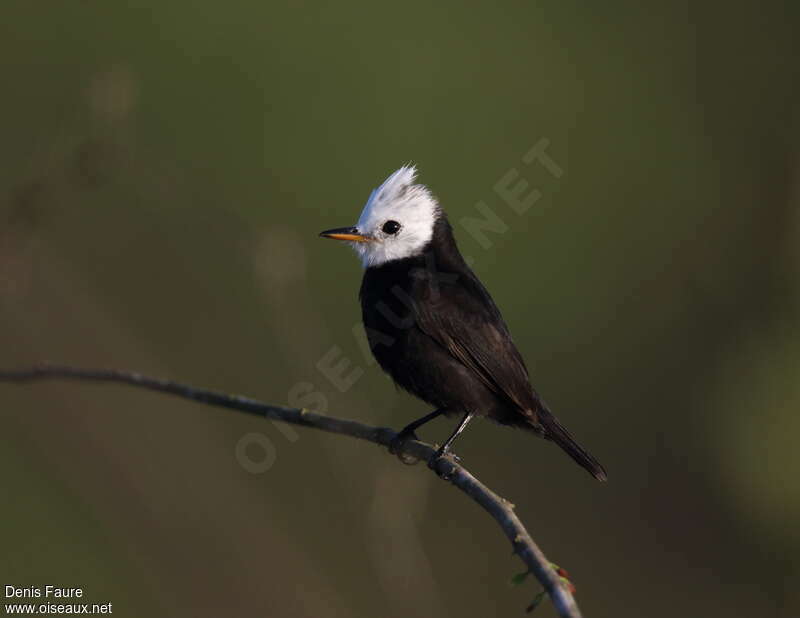 White-headed Marsh Tyrant male adult, identification