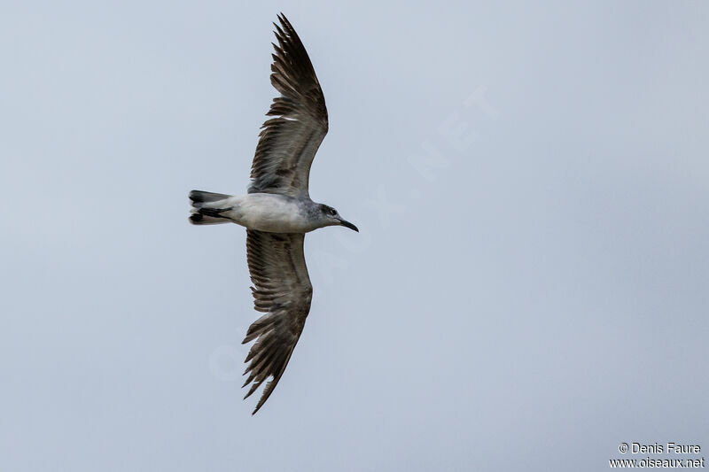 Mouette atricilleimmature, Vol