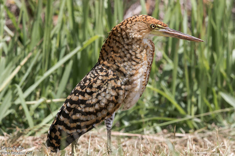 Rufescent Tiger Heronjuvenile, identification