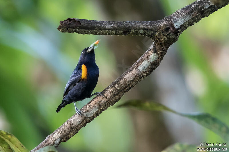 Golden-sided Euphoniaadult