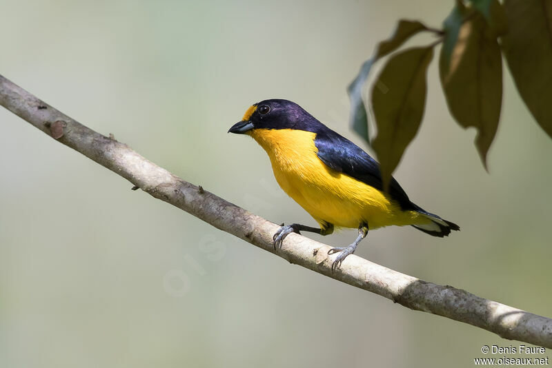 Violaceous Euphonia