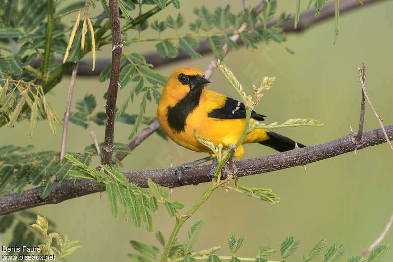 Oriole jauneadulte, identification