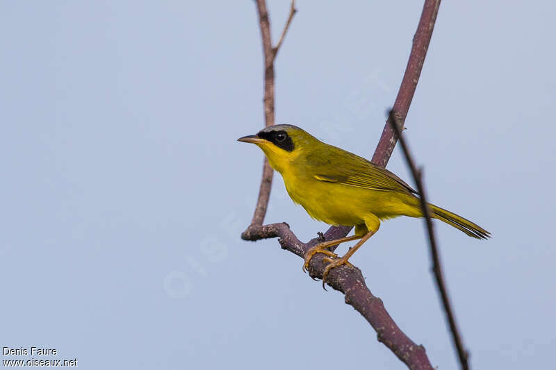 Masked Yellowthroat male adult, pigmentation