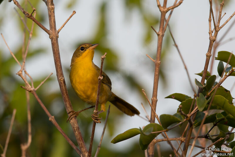 Masked Yellowthroat female adult