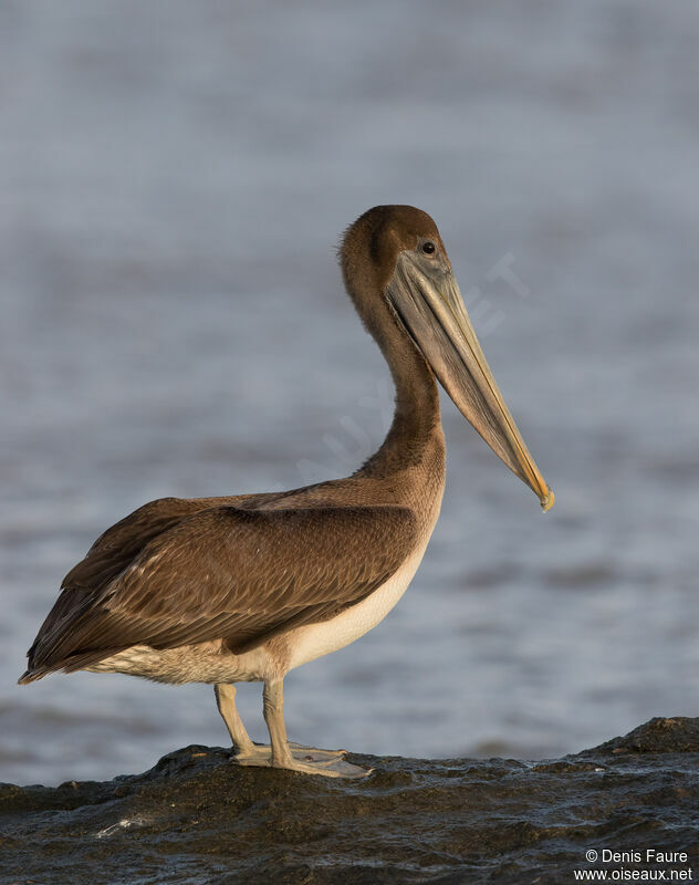 Brown Pelican