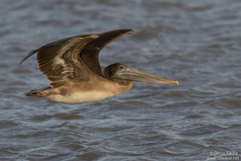 Brown Pelicanimmature