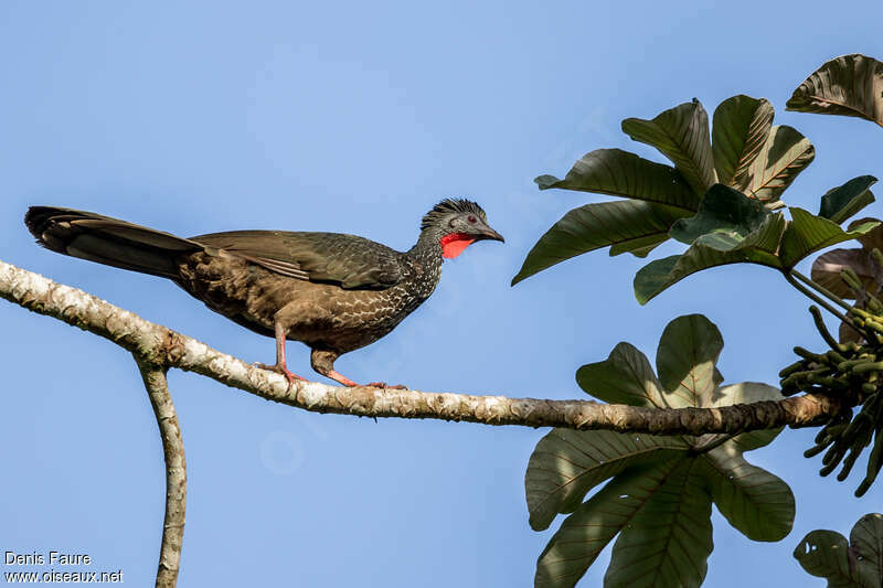 Pénélope marailadulte, identification