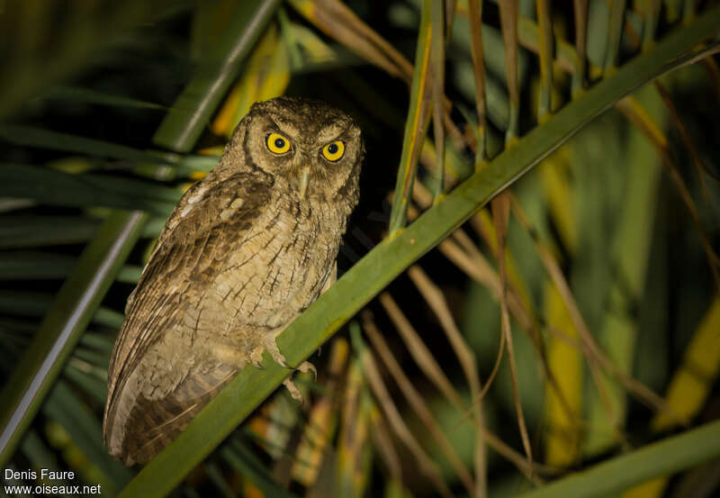 Tropical Screech Owladult