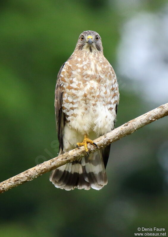 Broad-winged Hawk