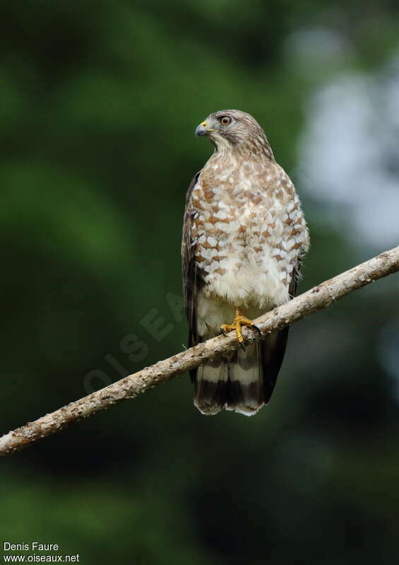 Broad-winged Hawkadult, identification