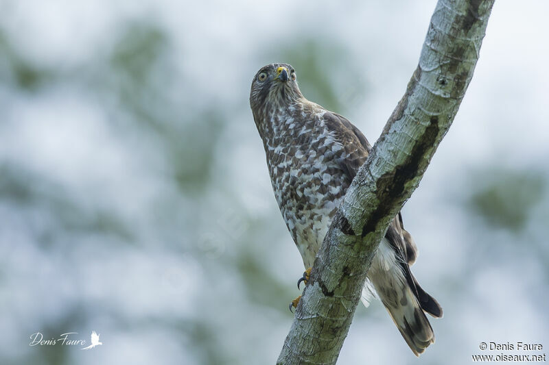 Broad-winged Hawkadult