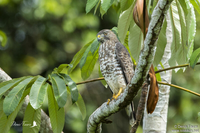 Broad-winged Hawk