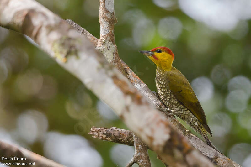 Pic à gorge jaune mâle adulte, identification