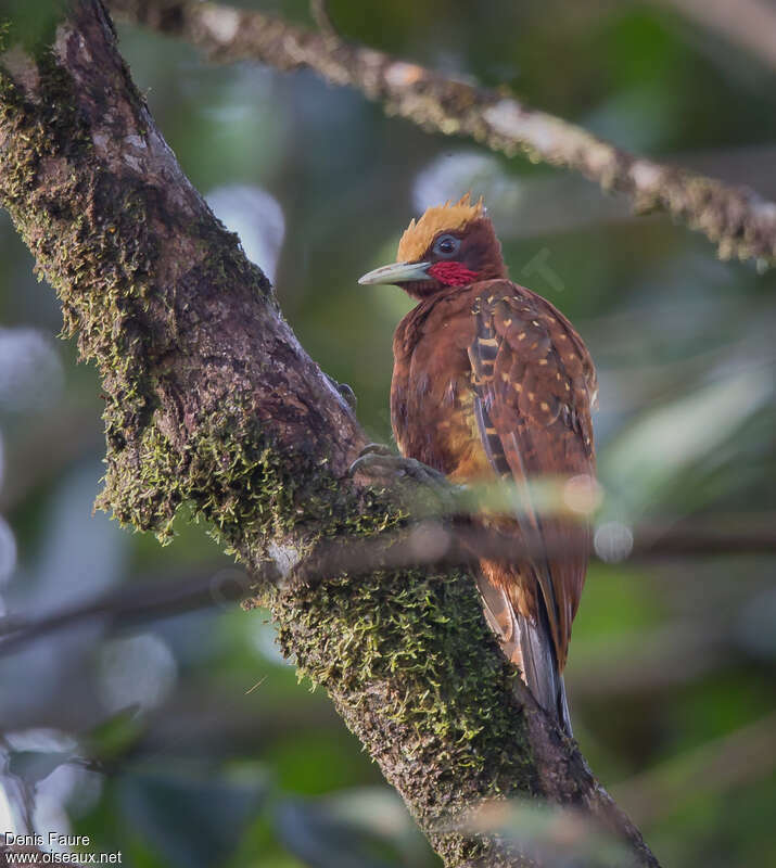 Pic mordoré mâle adulte, identification