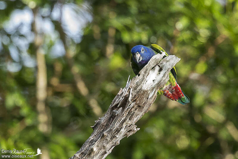 Blue-headed Parrotadult, pigmentation