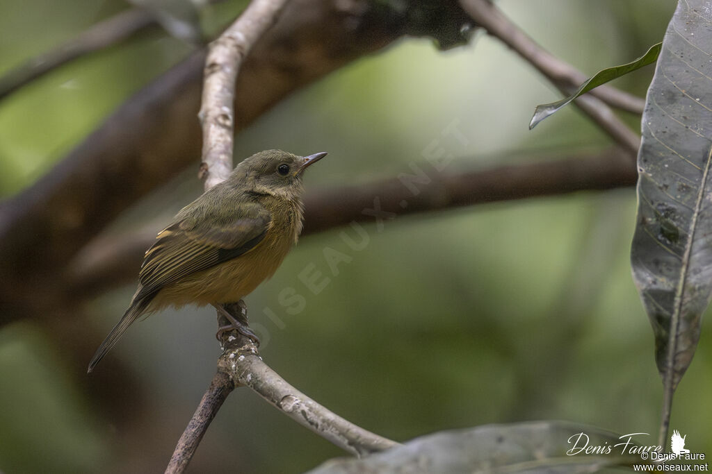 Pipromorphe roussâtre