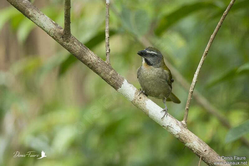 Buff-throated Saltatoradult