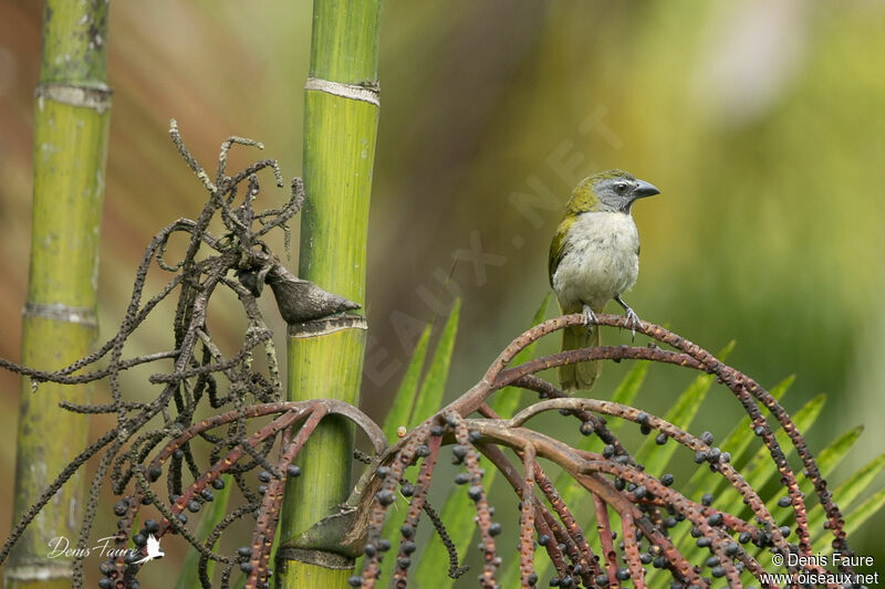 Saltator des grands-bois