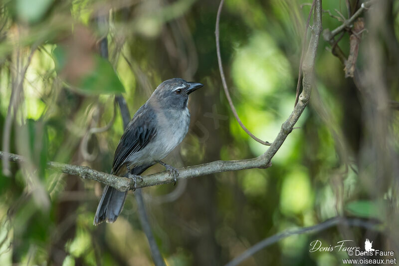 Bluish-grey Saltatoradult