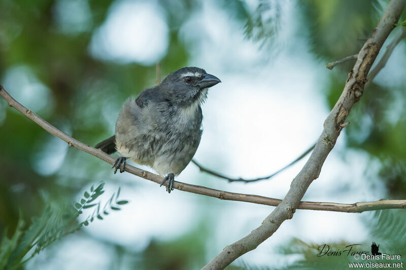 Bluish-grey Saltatoradult