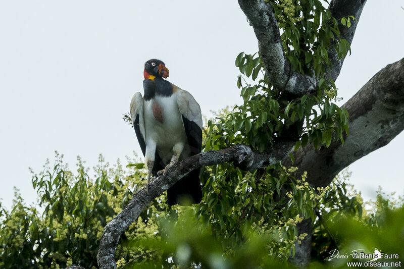 King Vulture