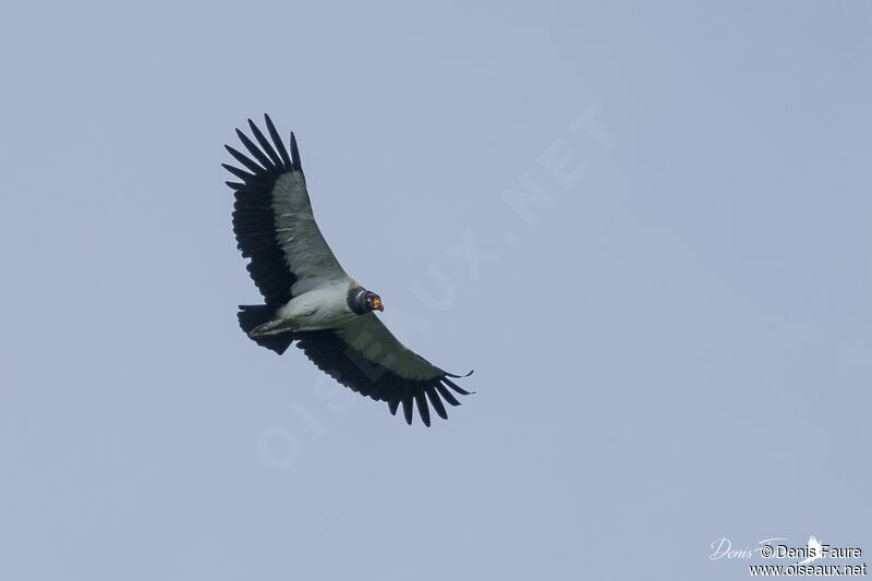 King Vulture