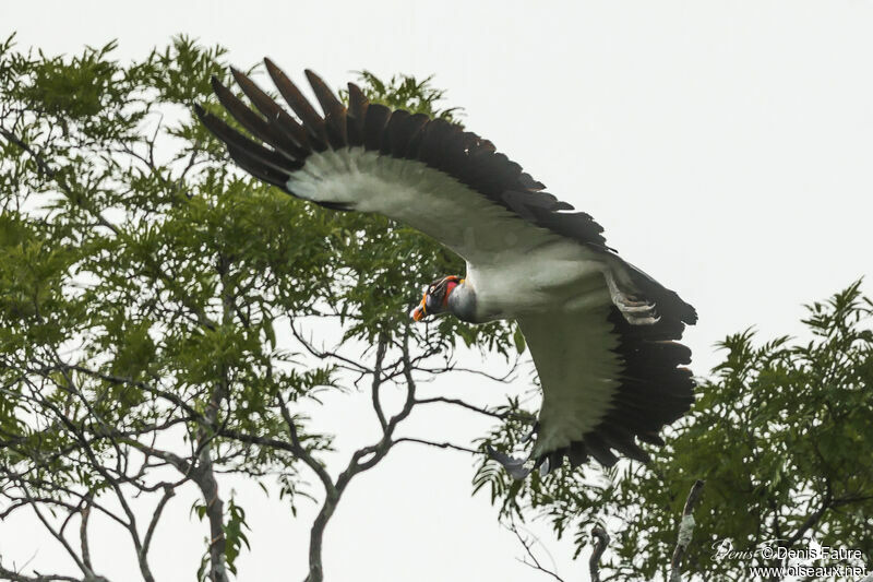 King Vulture