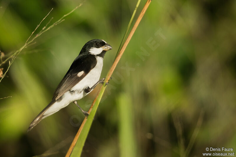 Lined Seedeater male adult