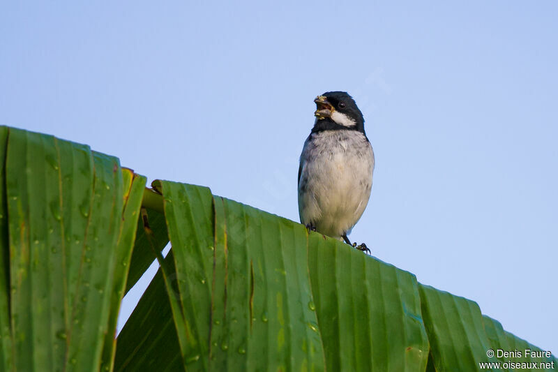 Sporophile faux-bouvron mâle adulte, Vol, mange, chant