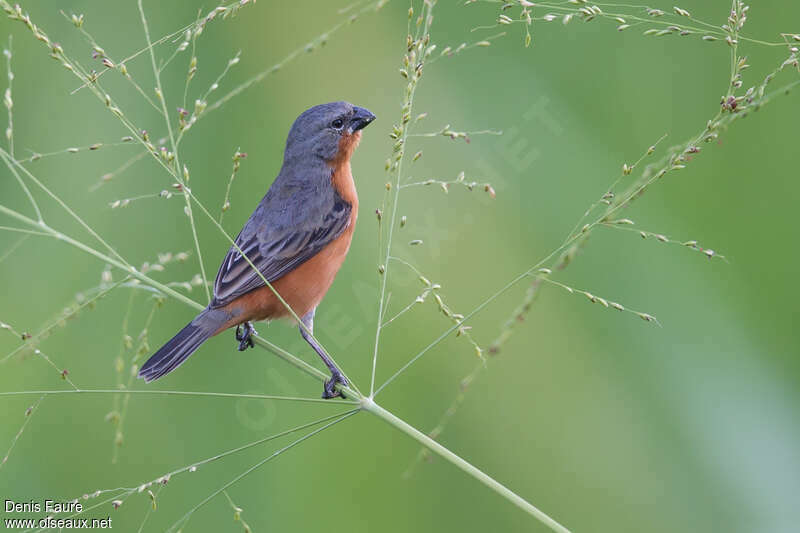 Ruddy-breasted Seedeater male adult, habitat, pigmentation, Flight, eats