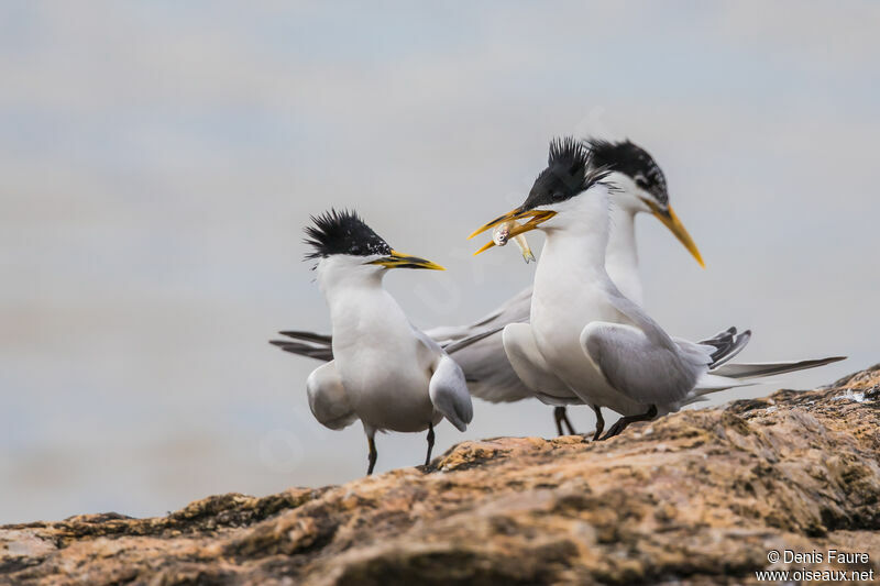 Cabot's Tern (eurygnathus)adult breeding, courting display