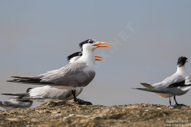 Cabot's Tern (eurygnathus)