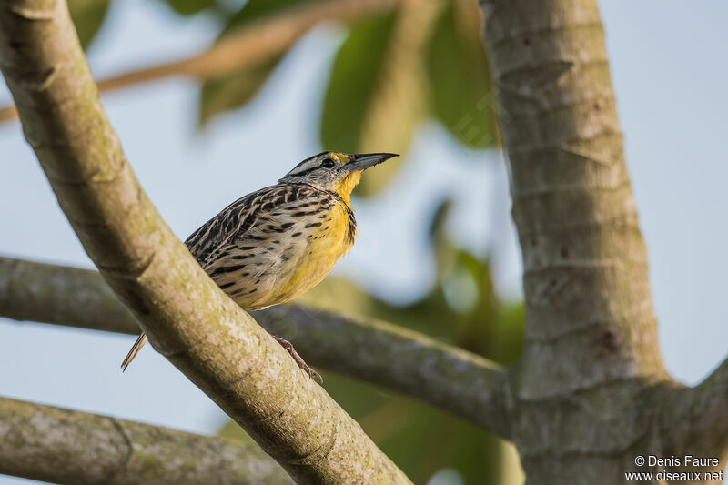 Eastern Meadowlark male adult