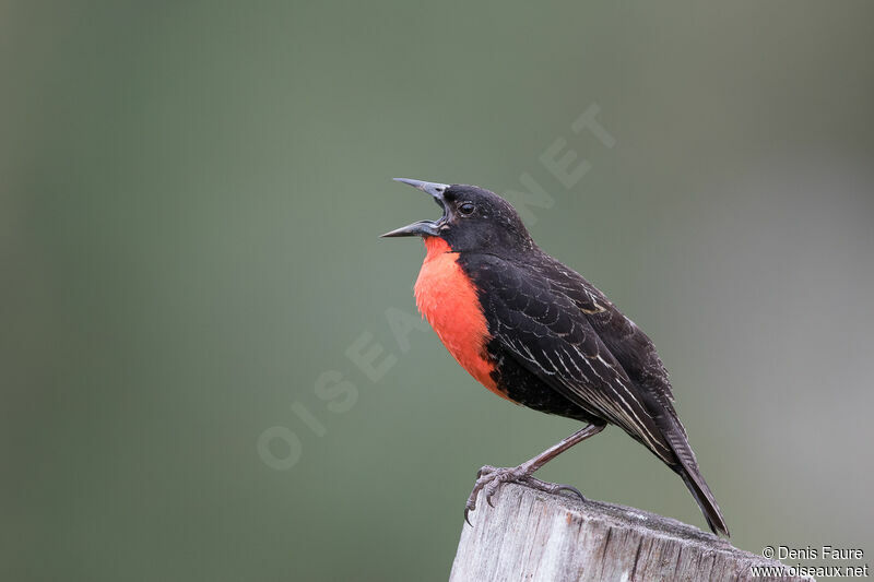 Red-breasted Meadowlark male adult