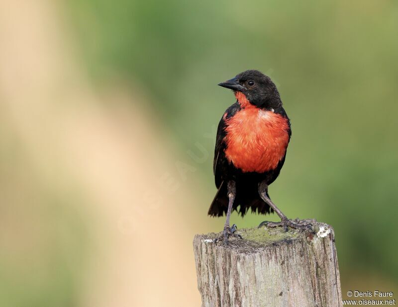 Red-breasted Meadowlark