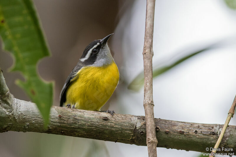 Sucrier à ventre jaune